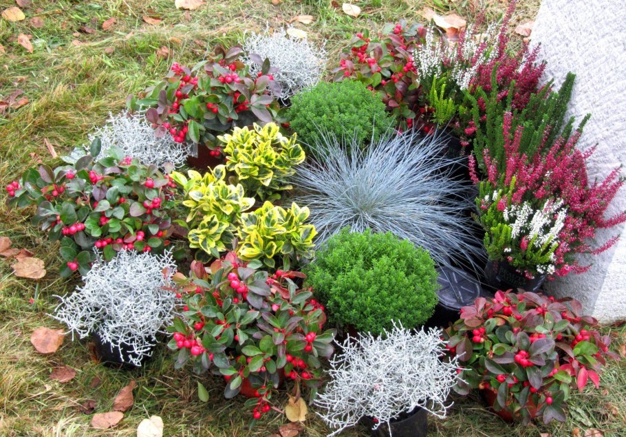 Кохия веничная Грин Форест