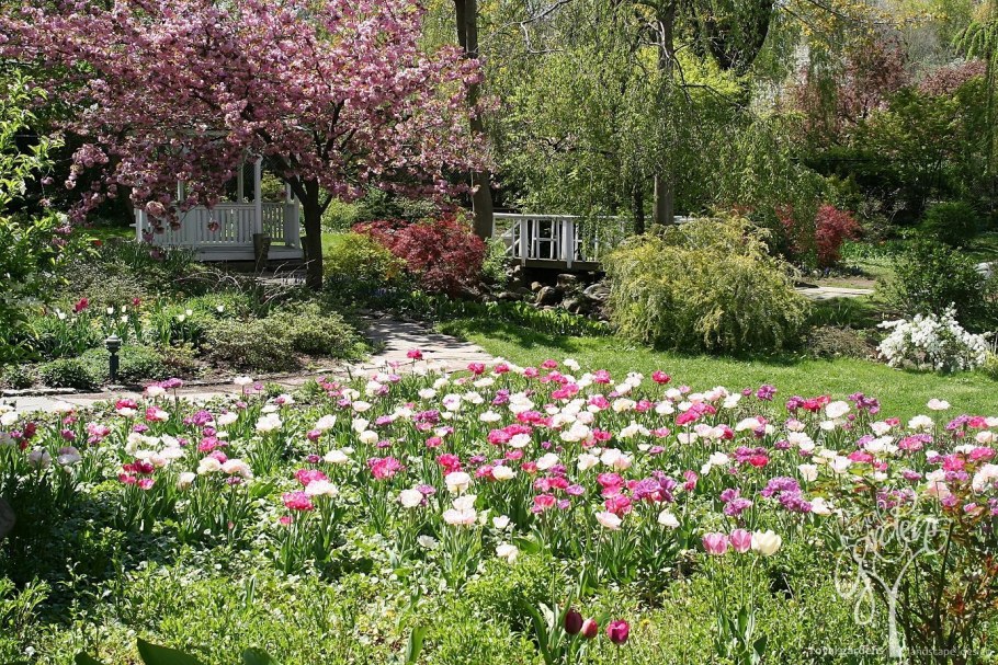 Роза сизая в ландшафтном