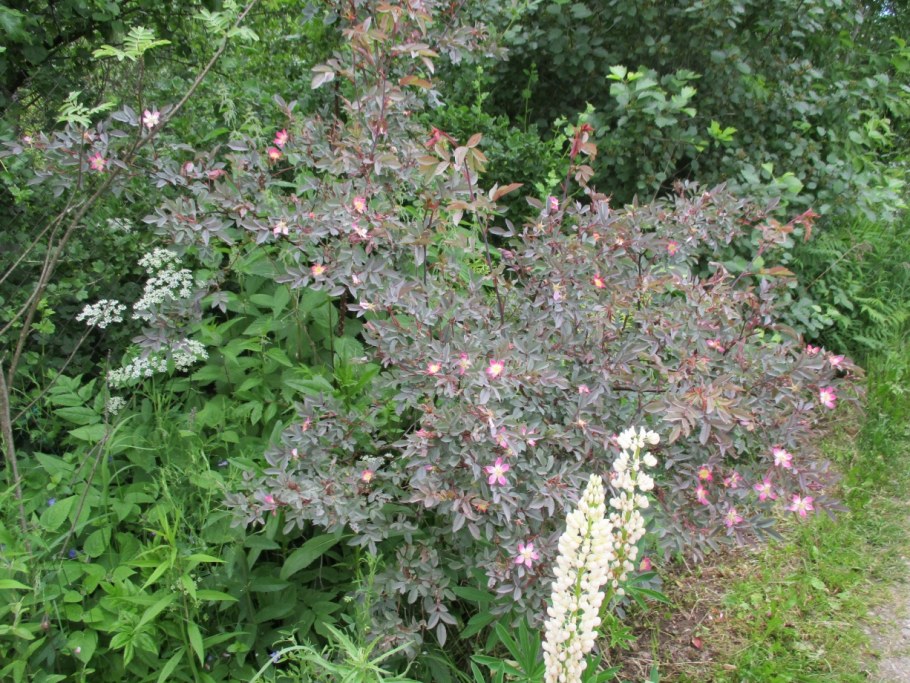 Шиповник сизый