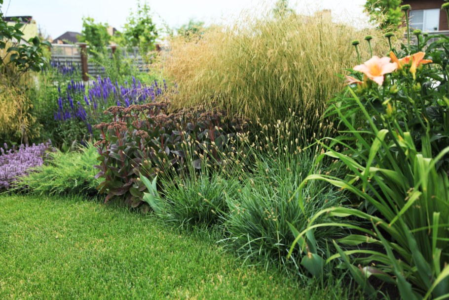 Лилейники в миксбордере