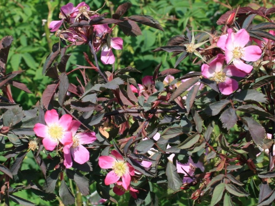 Шиповник сизый Rosa glauca
