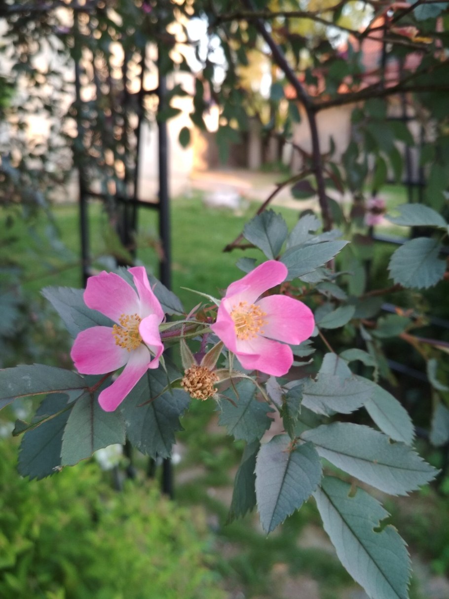 Роза сизая с5 60-90