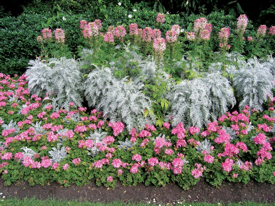 Рабатка Тунберга однолетник