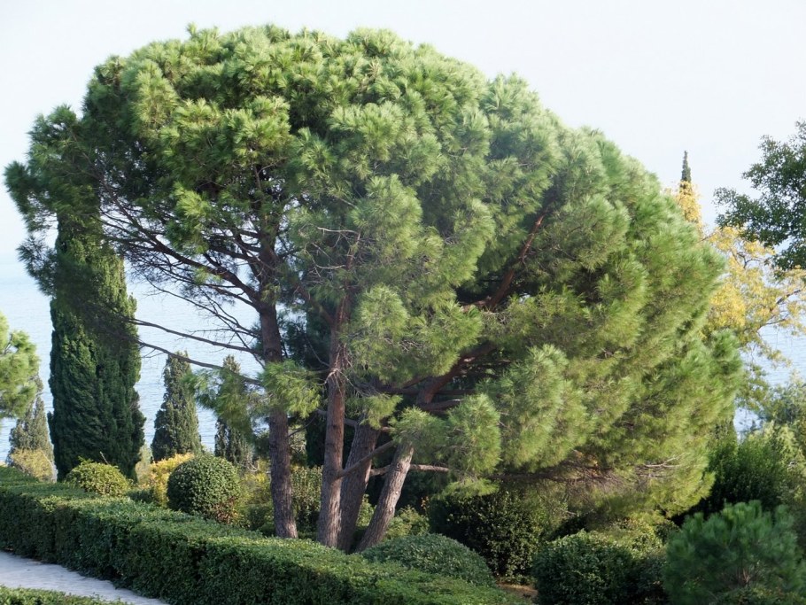 Алупкинский парк пинии