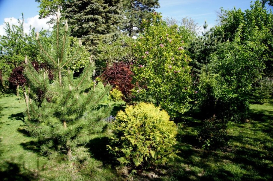 Сосна черная Грин Тауэр