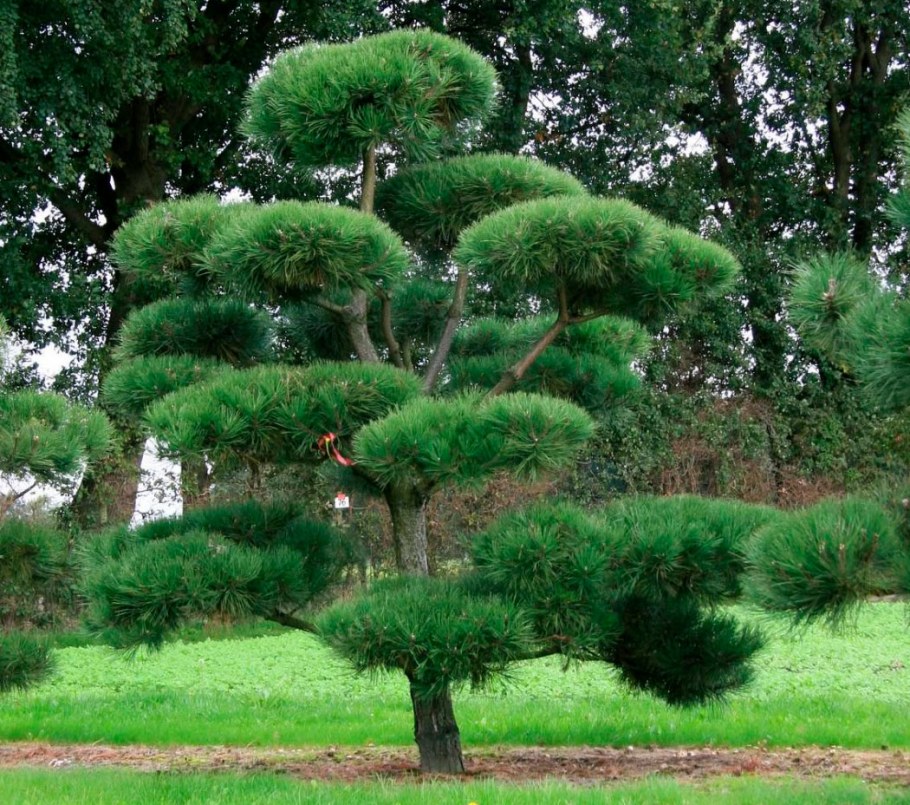 Сосна черная Пинус Нигра