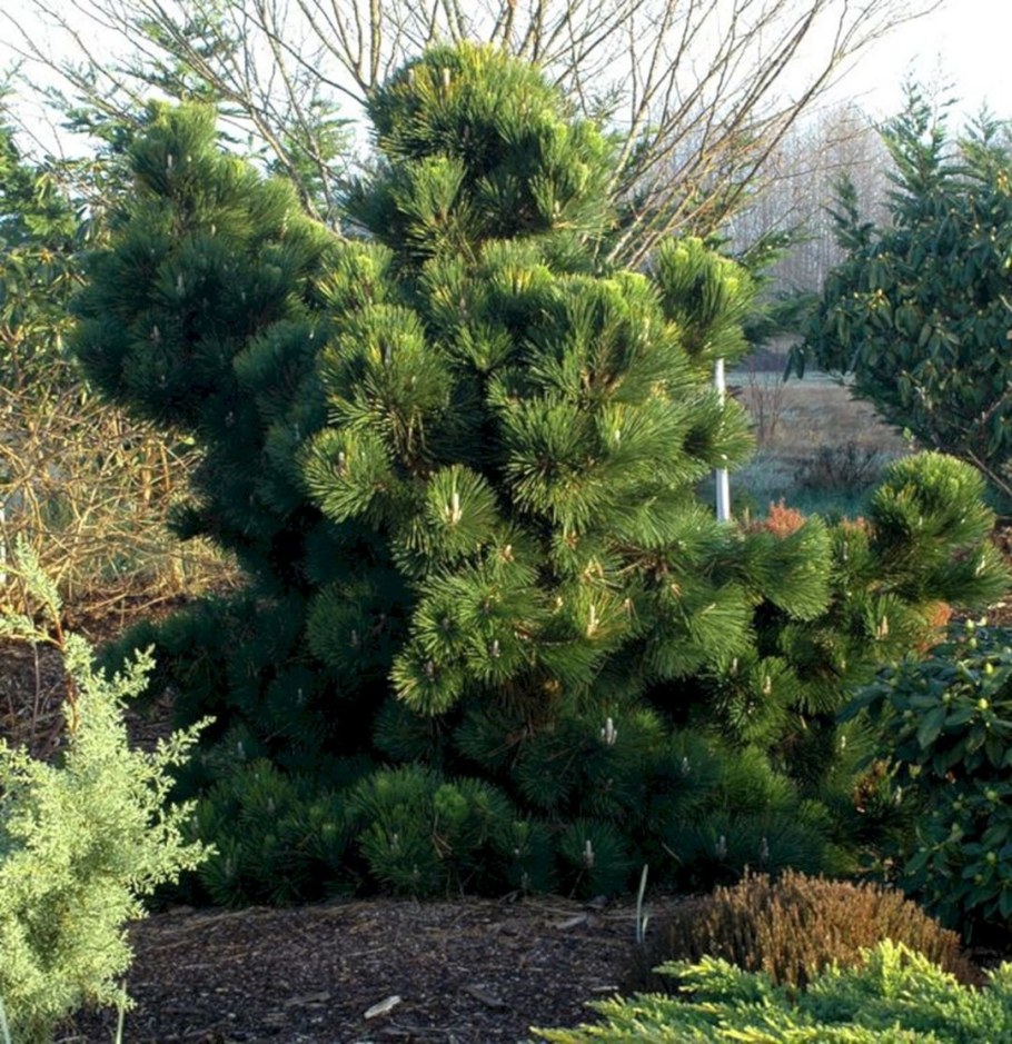 Pinus thunbergii 'Thunderhead'