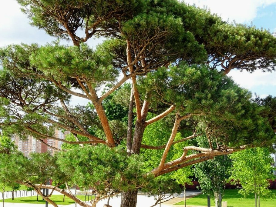 Колхидская сосна