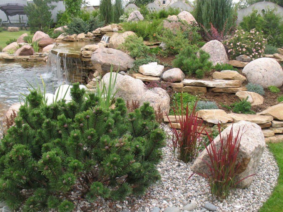 Сосна Горная Пумилио