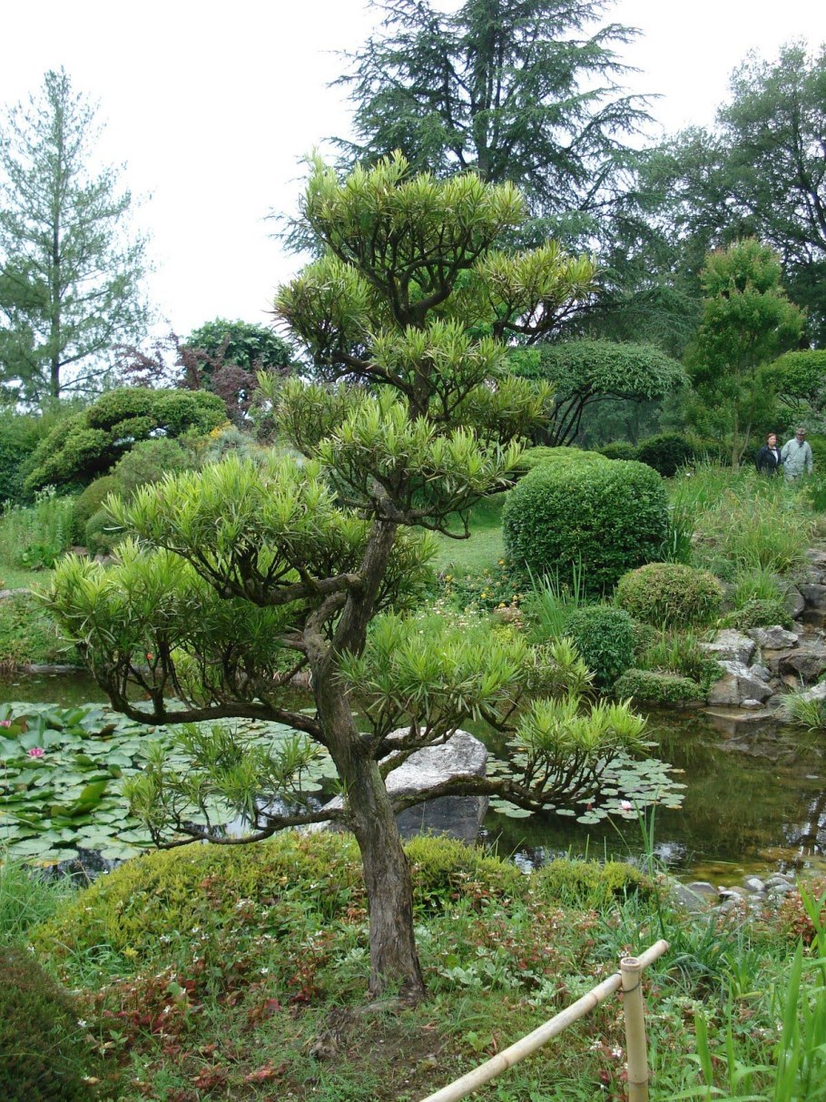 Кедровая сосна ниваки