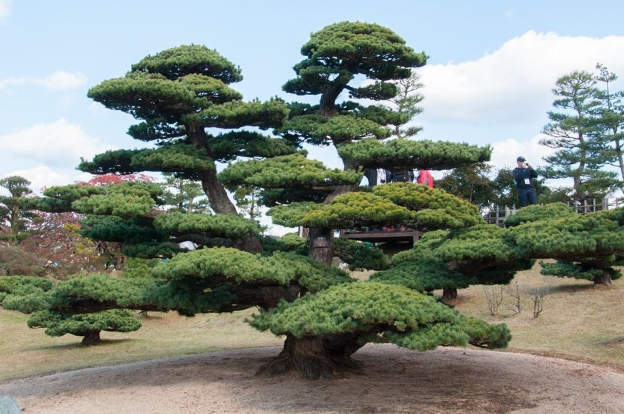 Японская сосна ниваки