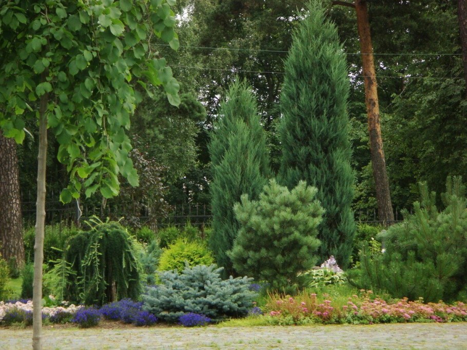 Туя Грин рокет