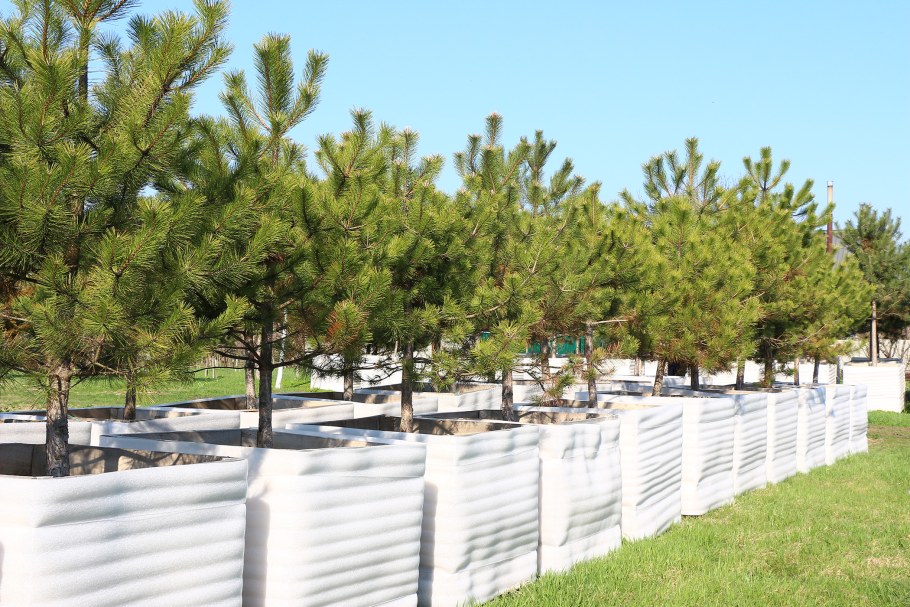 Сосна черная Австрийская ниваки