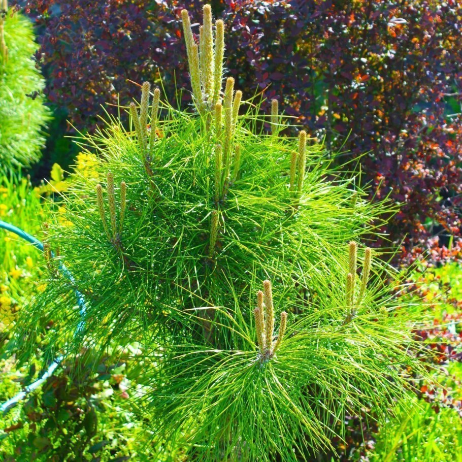 Сосна Крымская Фиолент