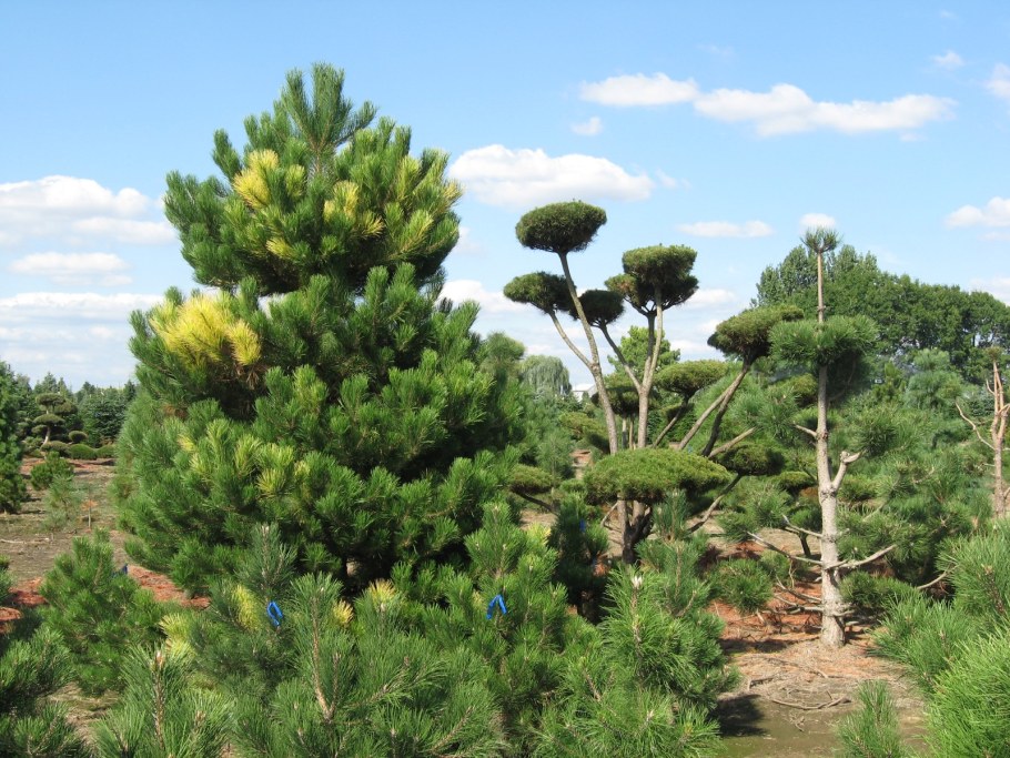 Сосна черная (Pinus nigra)