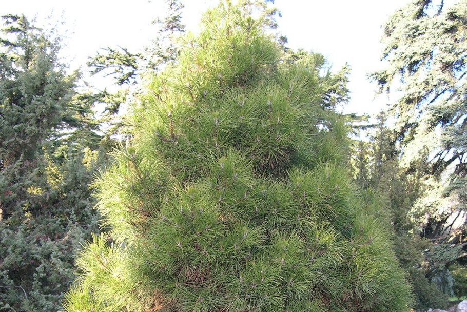 Сосна Крымская (Палласа) Pinus pallasiana