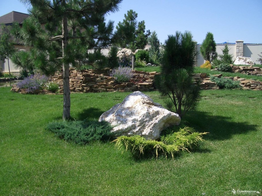 Сосны крымские на участке Пинтерест