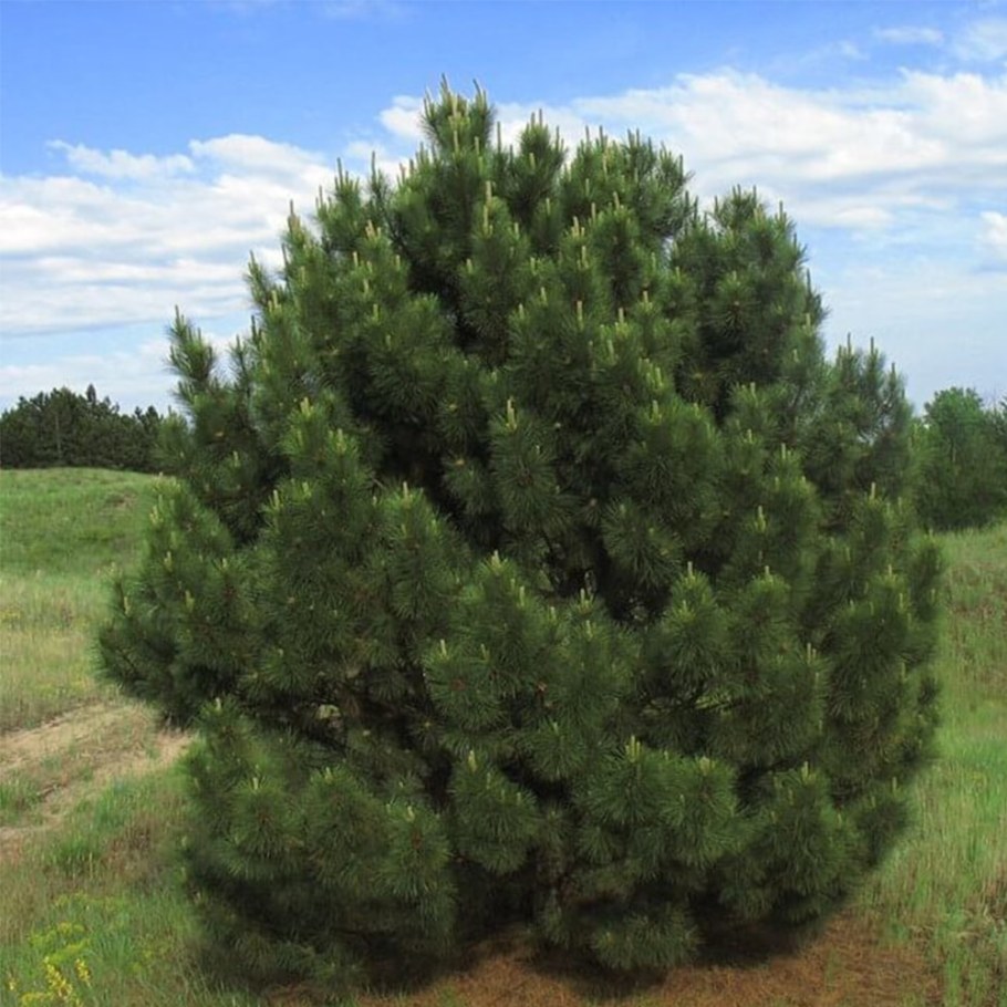 Сосна Крымская (Палласа) семена