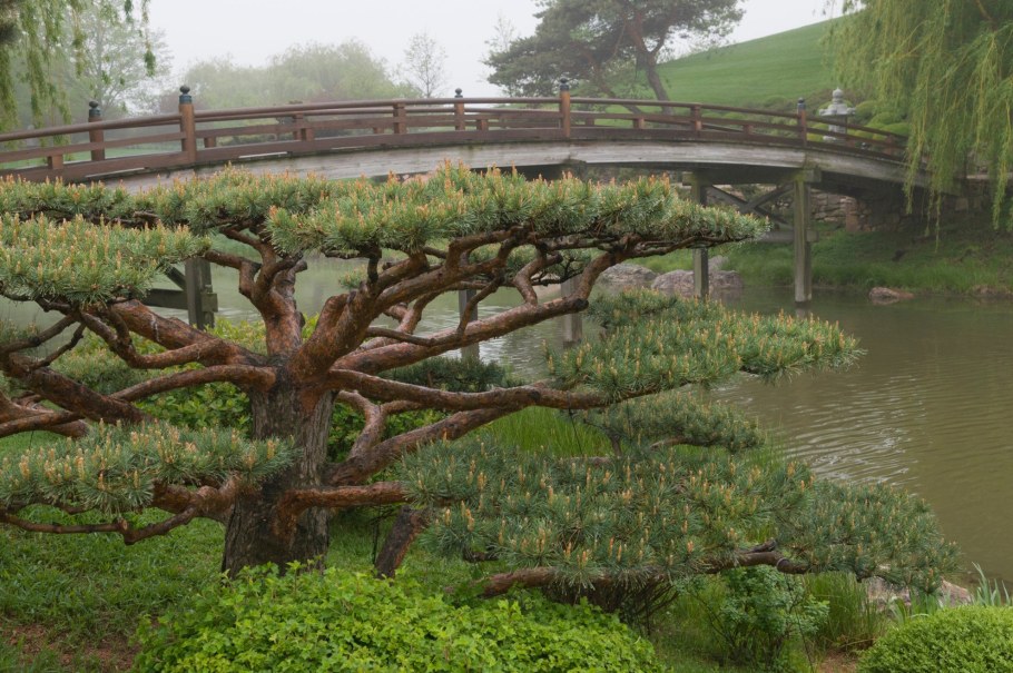 Японская сосна ниваки