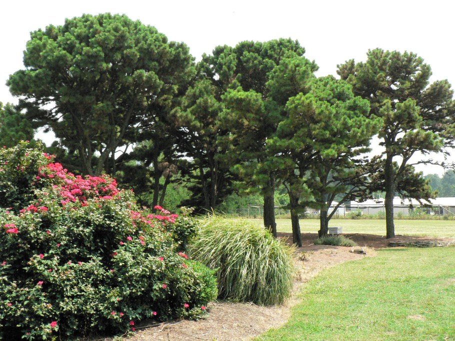 Сосна черная Австрийская