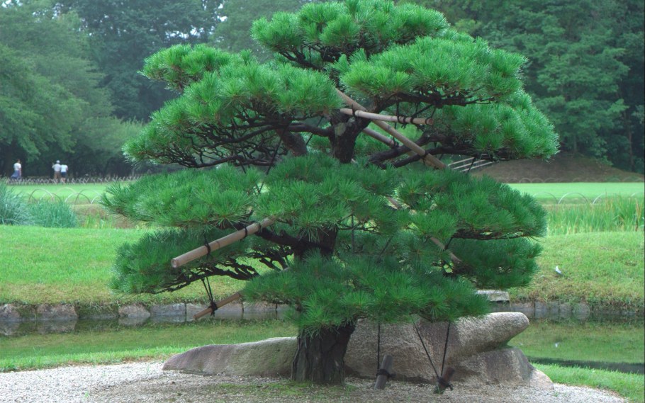 Сосна Веймутова ниваки