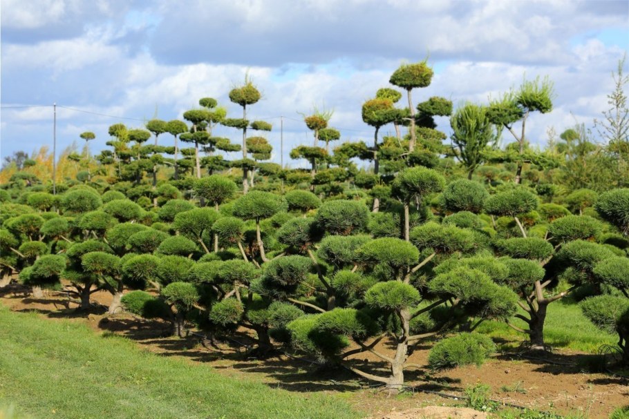 Бонсай ниваки