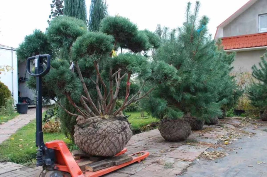 Крупномеры сосна Крымская