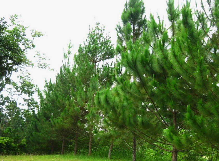 Крымская сосна Мугус