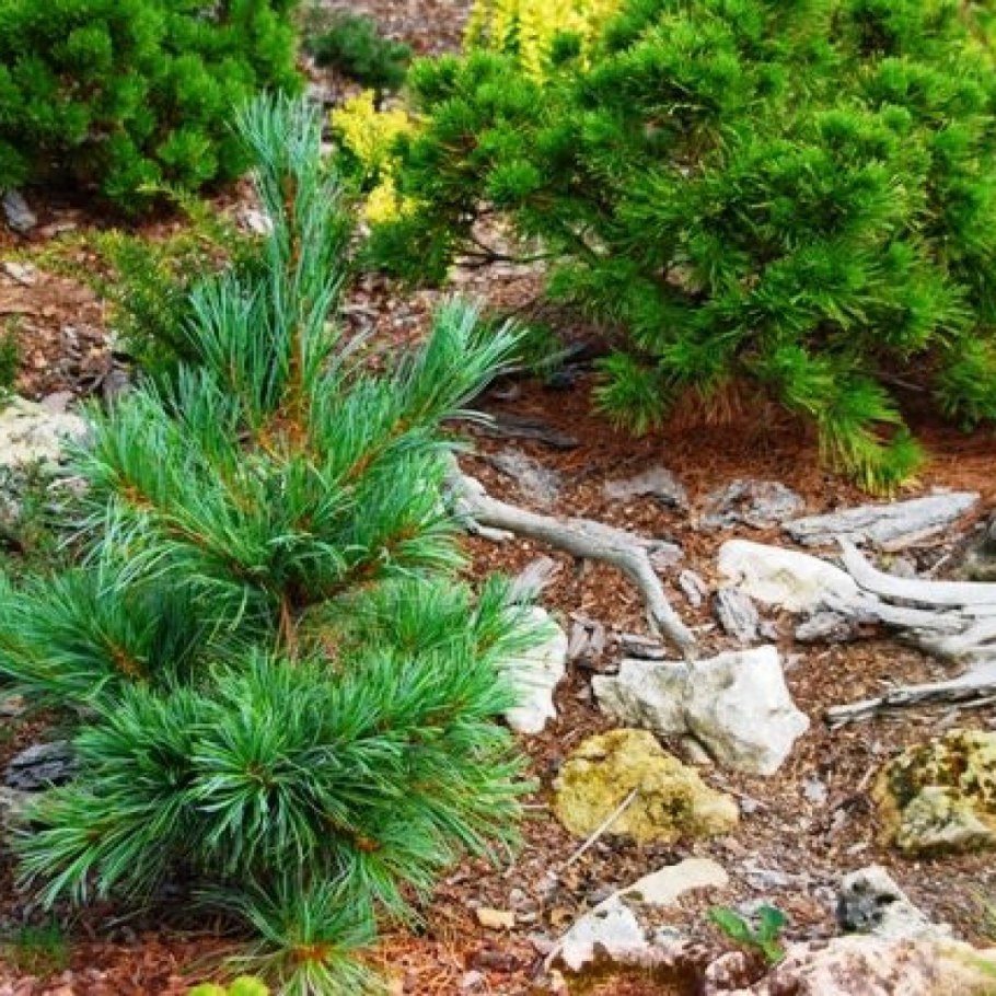 Сосны кедровые – Сибирская и стланиковая