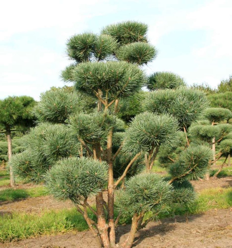 Сосна обыкновенная Пинус Сильвестрис Ватерери