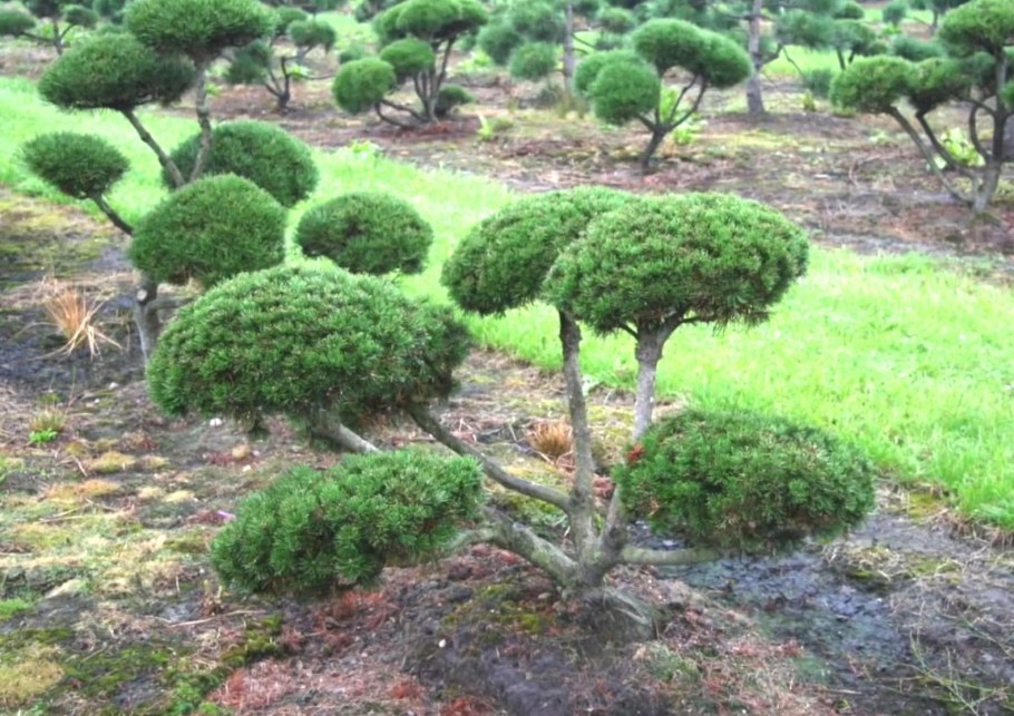 Крымская сосна ниваки