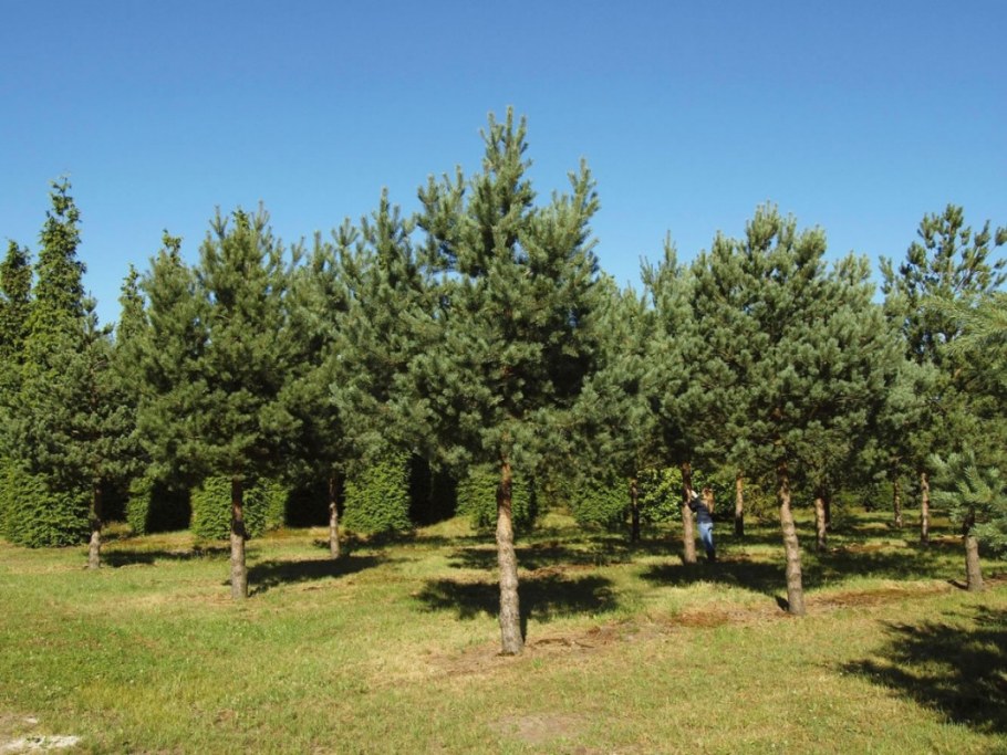 Сосна обыкновенная Pinus Sylvestris