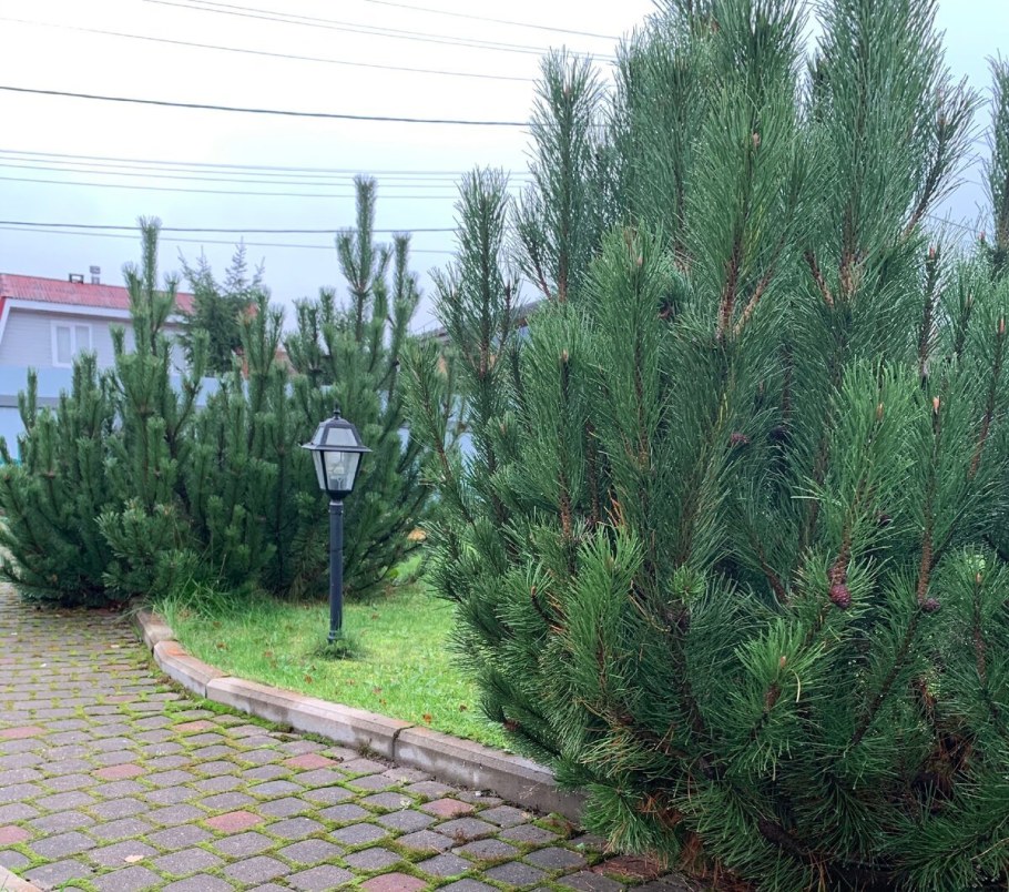 Сосна Горная Мугус