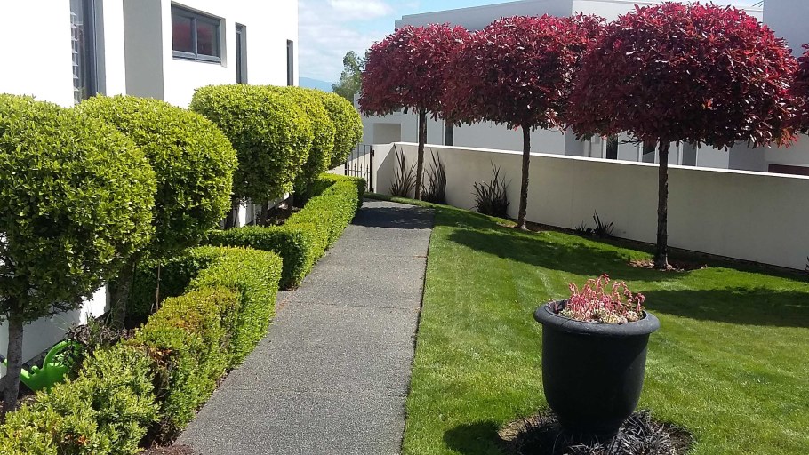 Дерен и туя в живой изгороди