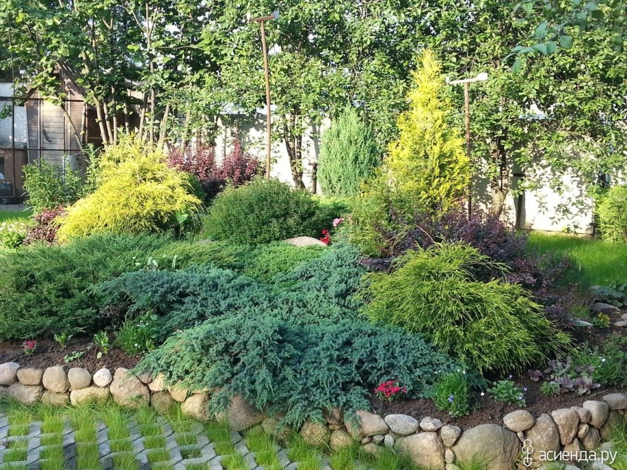 Миксбордер туя Барбарис