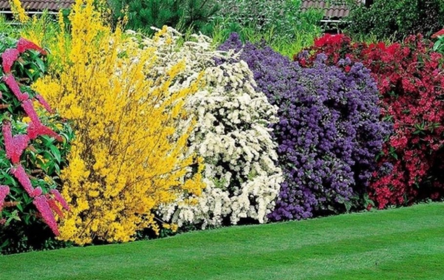 Вейгела спирея форзиция