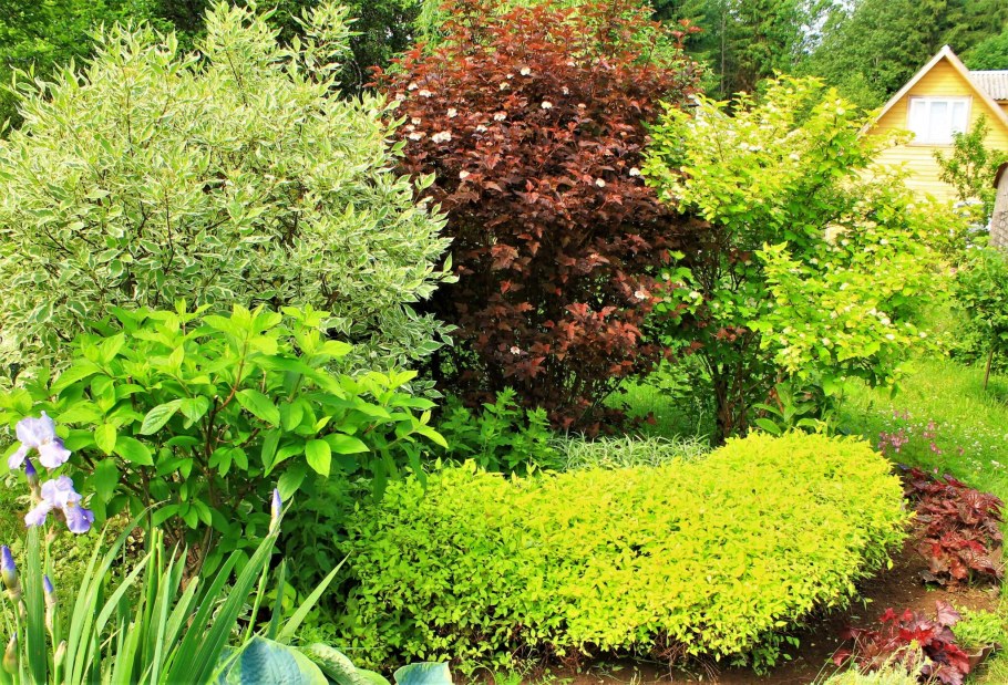 Спирея с барбарисом и гортензией