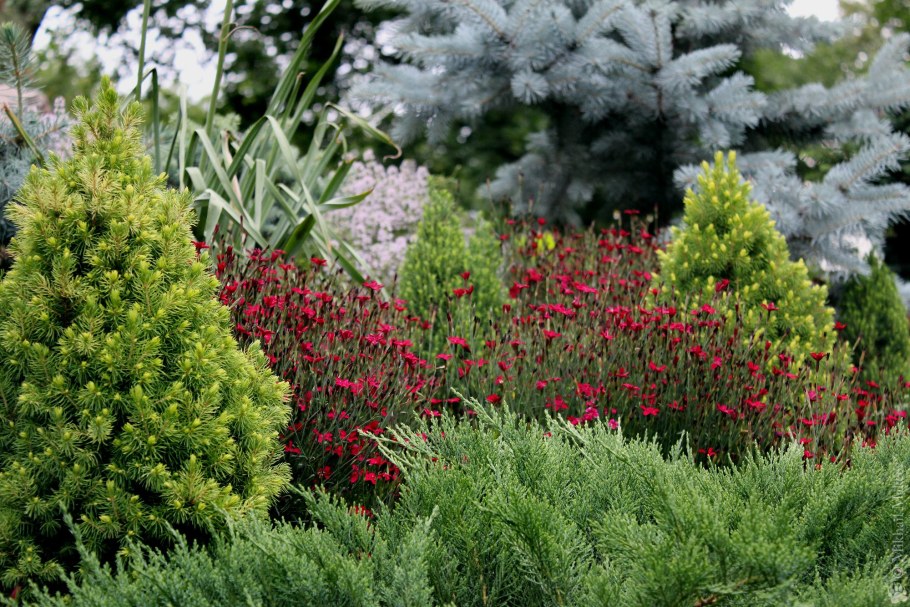 Можжевельник Тунберга