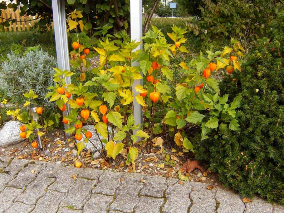 Физалис декоративный