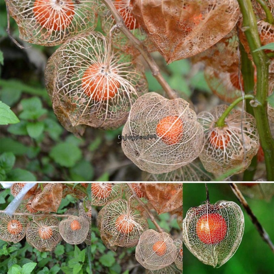 Физалис алькекенги