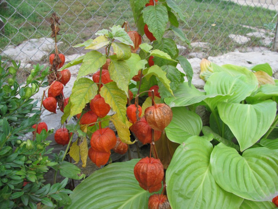 Физалис Земляничный в саду