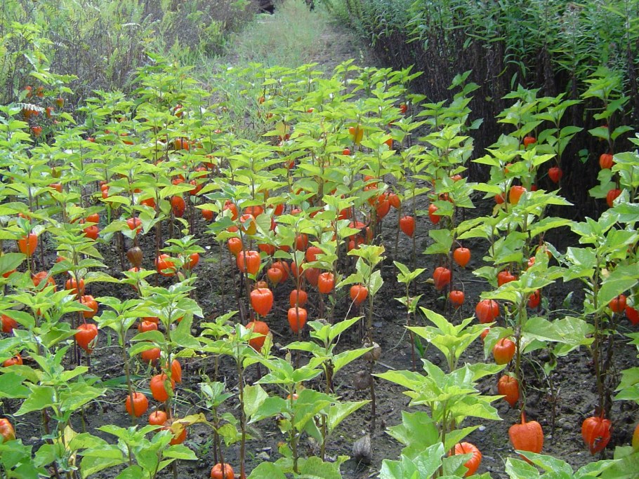 Физалис куст