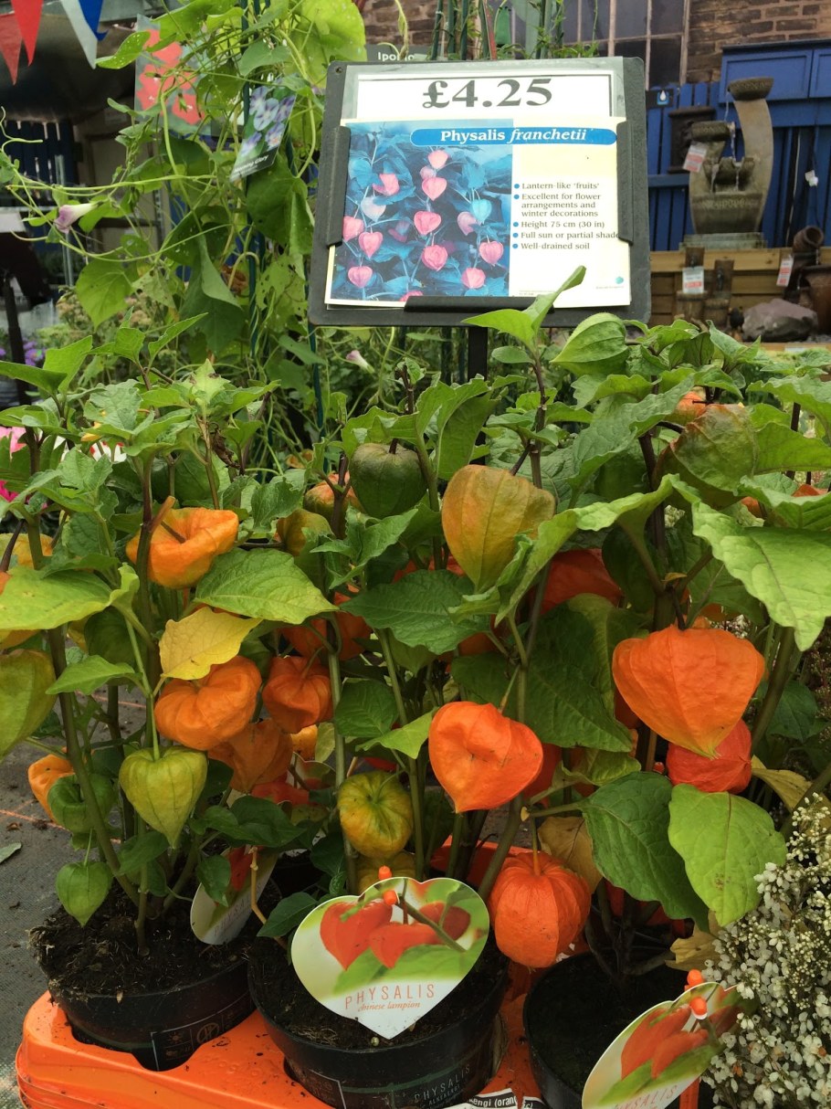Физалис Земляничный куст