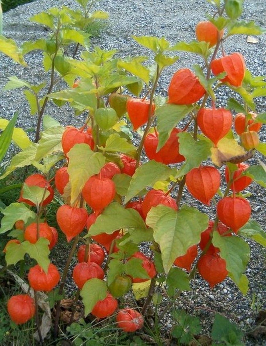 Физалис Земляничный