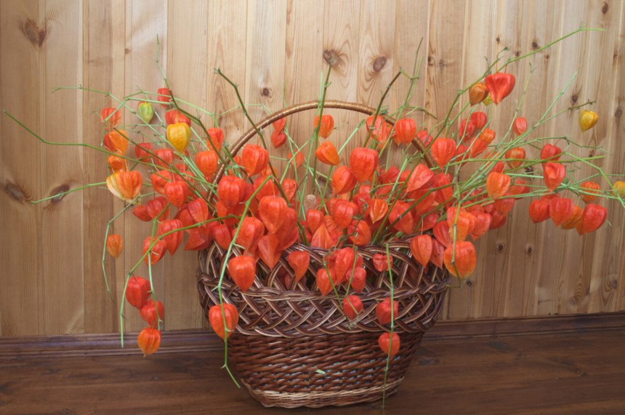 Оранжевые сухоцветы с физалисом