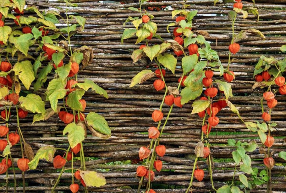 Физалис ягодный Земляничный