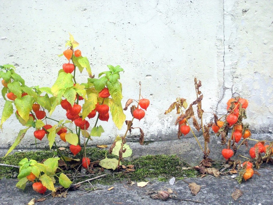 Физалис овощной куст