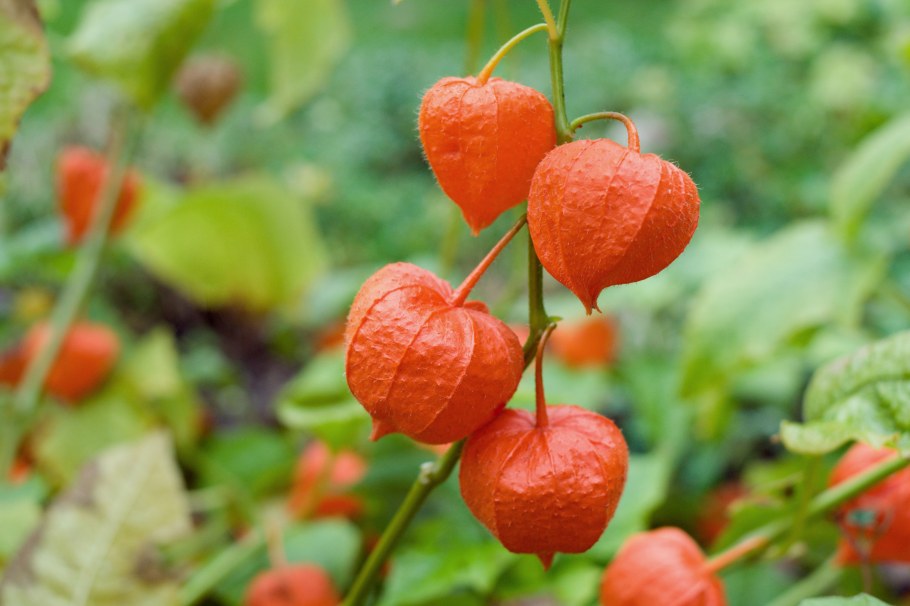 Цветы похожие на физалис