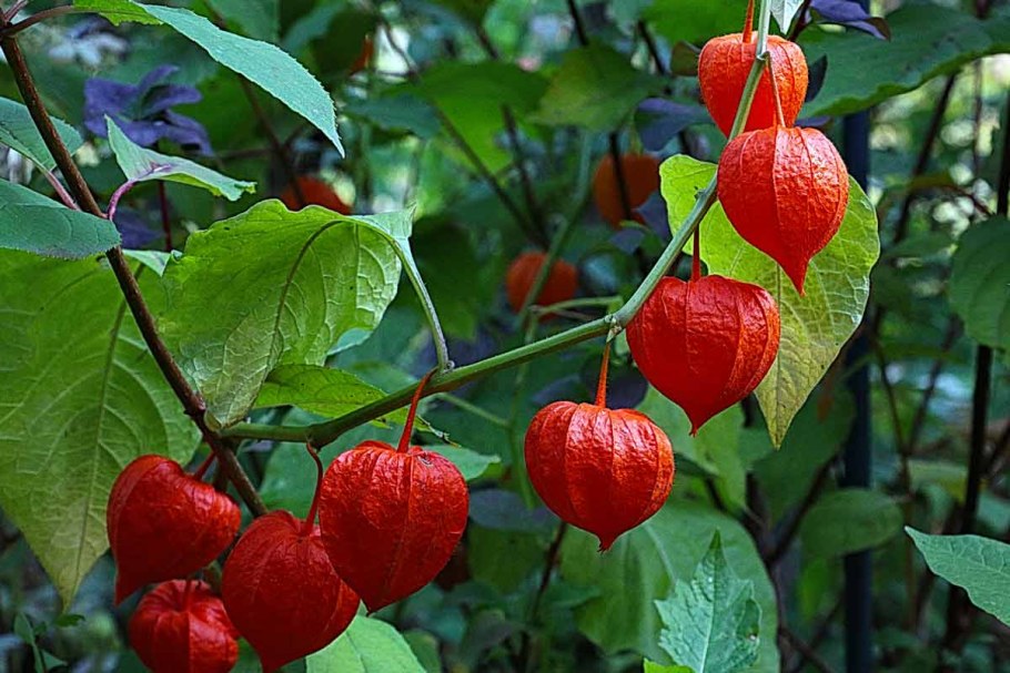 Физалис обыкновенный китайские фонарики