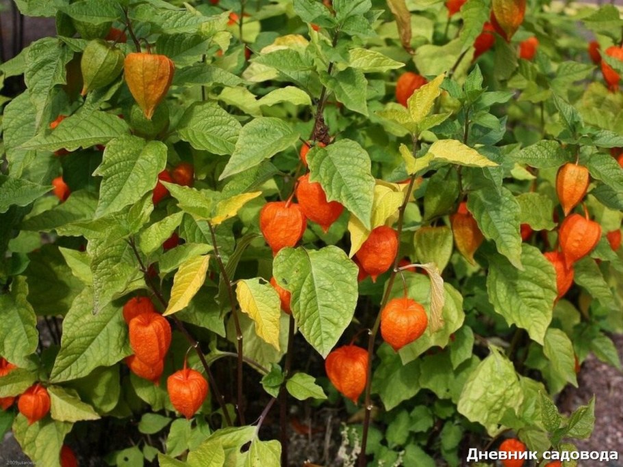 Физалис лампион